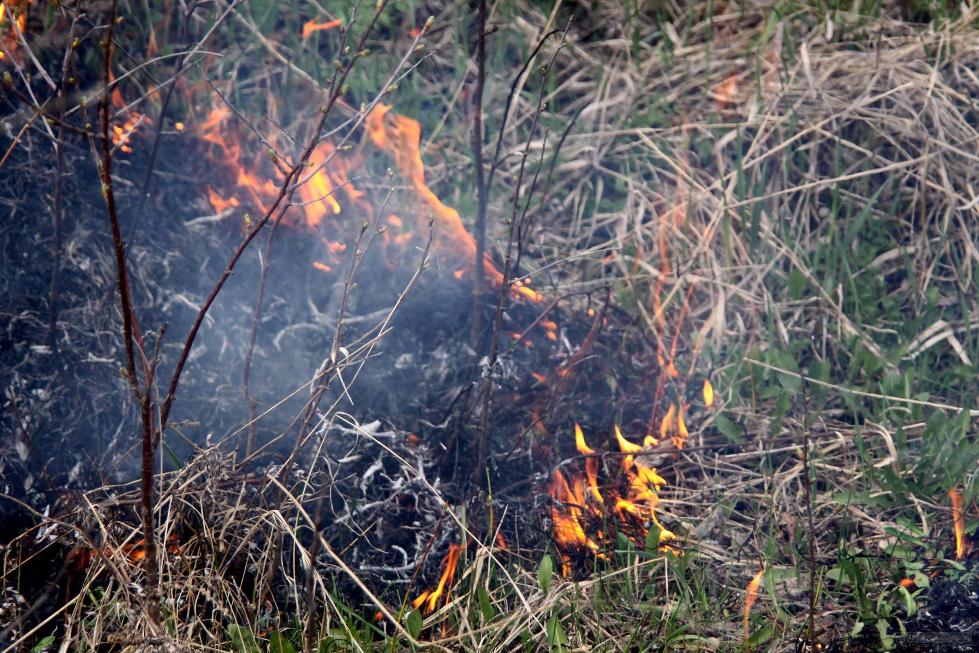 В Севастополе сухая трава загоралась 43 раза за неделю